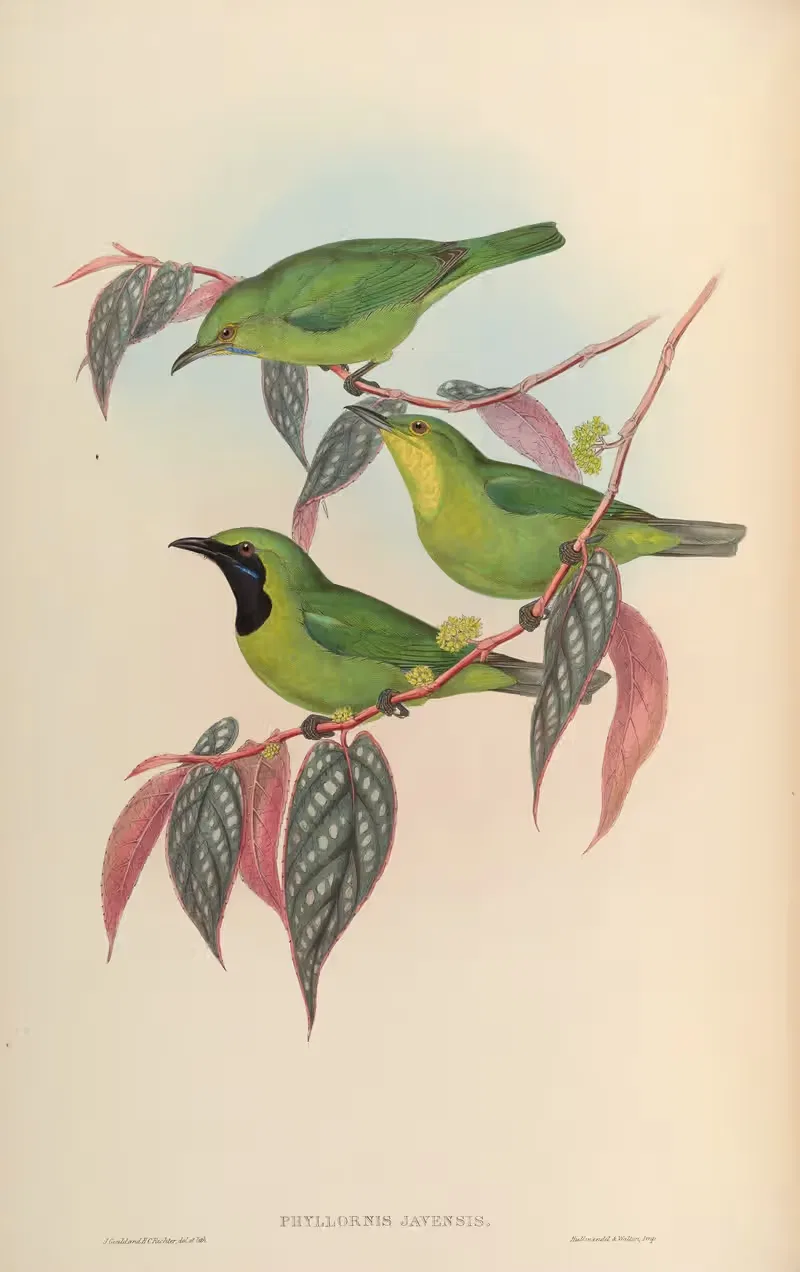 Javanese Phyllornis (Phyllornis Javensis) — John Gould