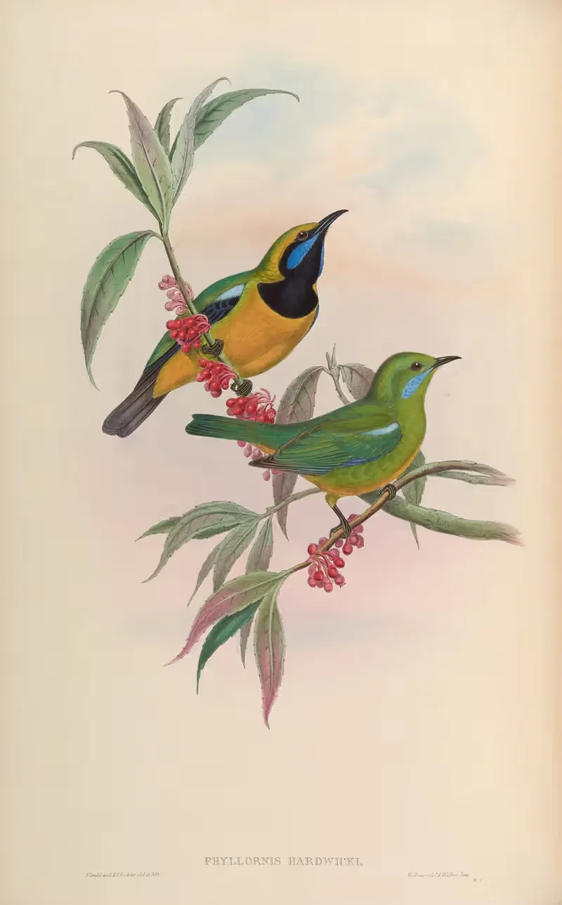 Hardwick’s Phyllornis (Phyllornis Hardwicki) — John Gould