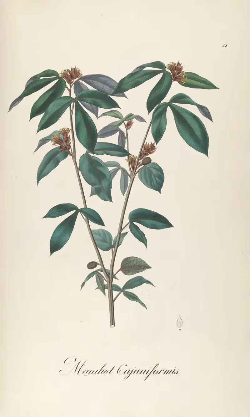 Manihot cajaniformis by Johann Baptist Emanuel Pohl, 1827 — digital art print download