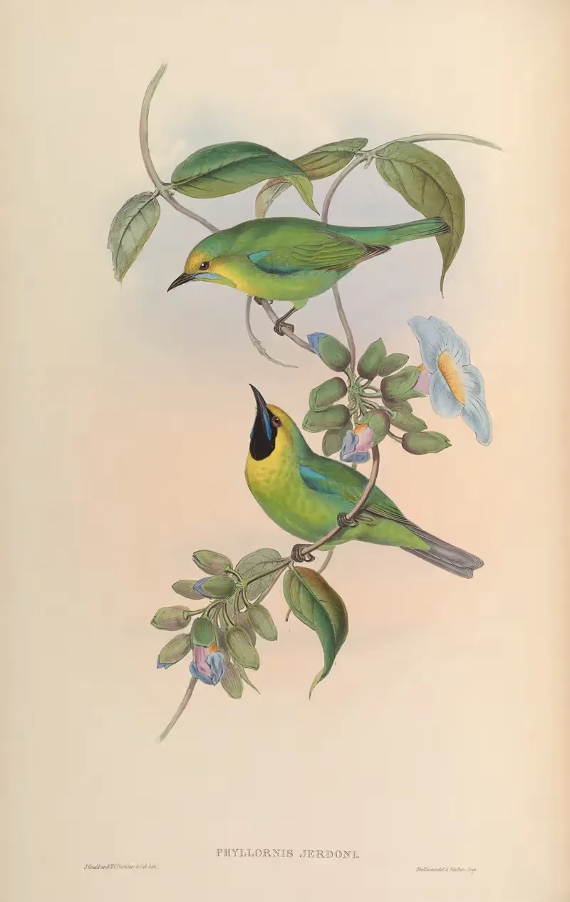 Jerdon’s Phyllornis (Phyllornis Jerdoni) by John Gould, 1850-1883 — digital art print download