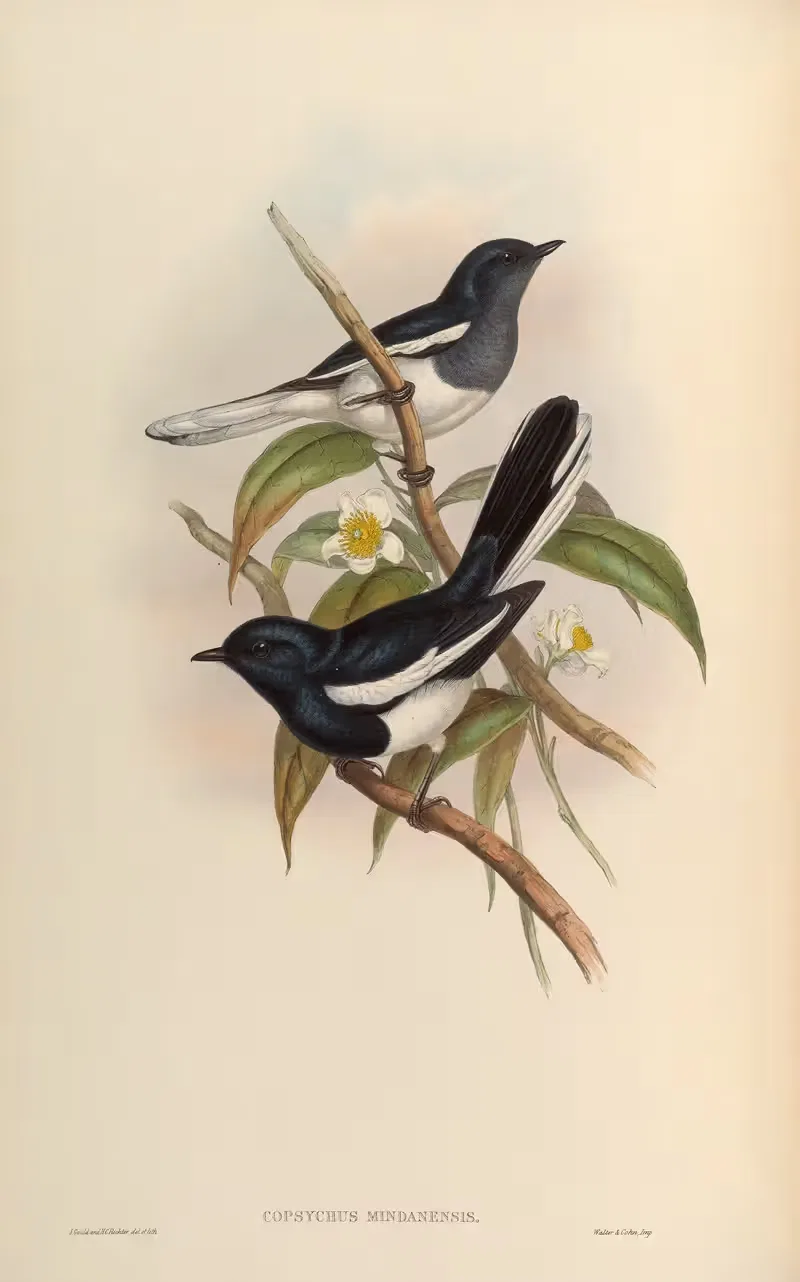 Malaccan Dial Bird (Copsychus Mindanensis) by John Gould, 1850-1883 — digital art print download
