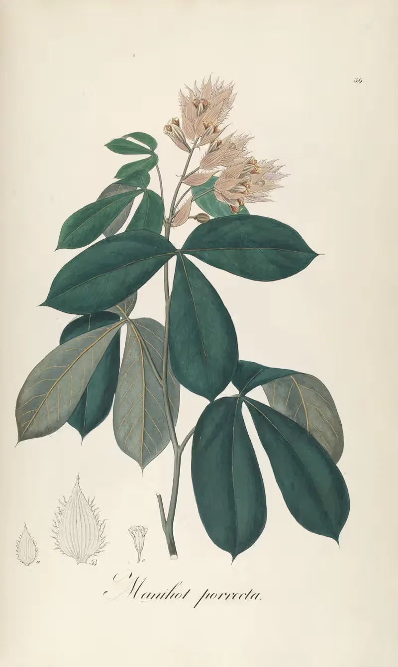 Manihot porrecta by Johann Baptist Emanuel Pohl, 1827 — digital art print download