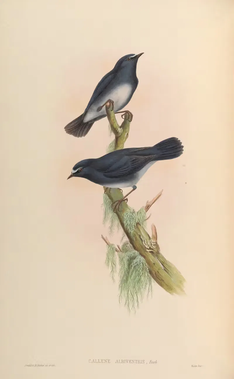 White-bellied Callene (Callene albiventris) — John Gould