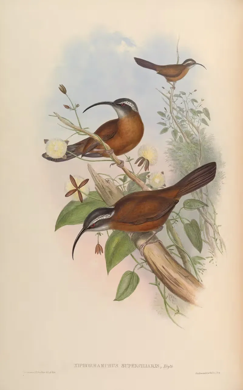Scimitar-bill (Xiphoramphus superciliaris) by John Gould, 1850-1883 — digital art print download