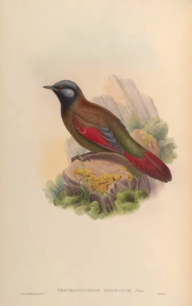 Beautiful Trochalopteron (Trochalopteron formosum) by John Gould, 1850-1883 — digital art print download