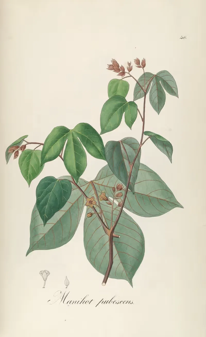 Manihot pubescens by Johann Baptist Emanuel Pohl, 1827 — digital art print download