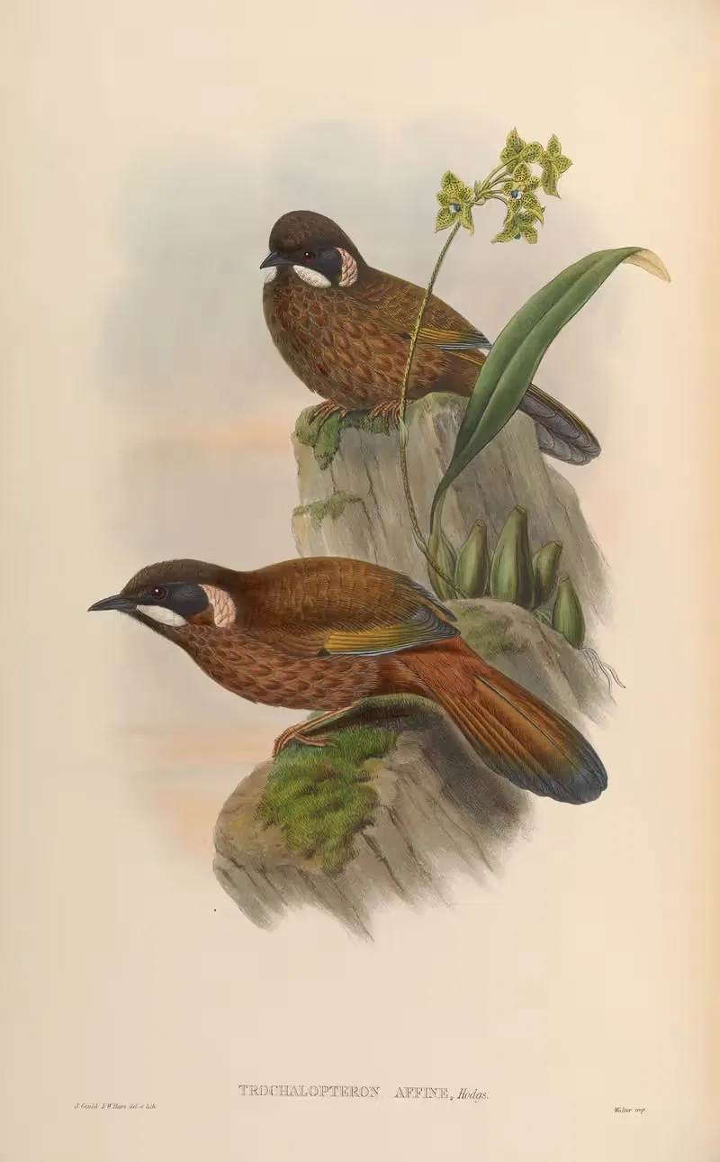 Allied Thrush (Trochalopteron affine) by John Gould, 1850-1883 — digital art print download
