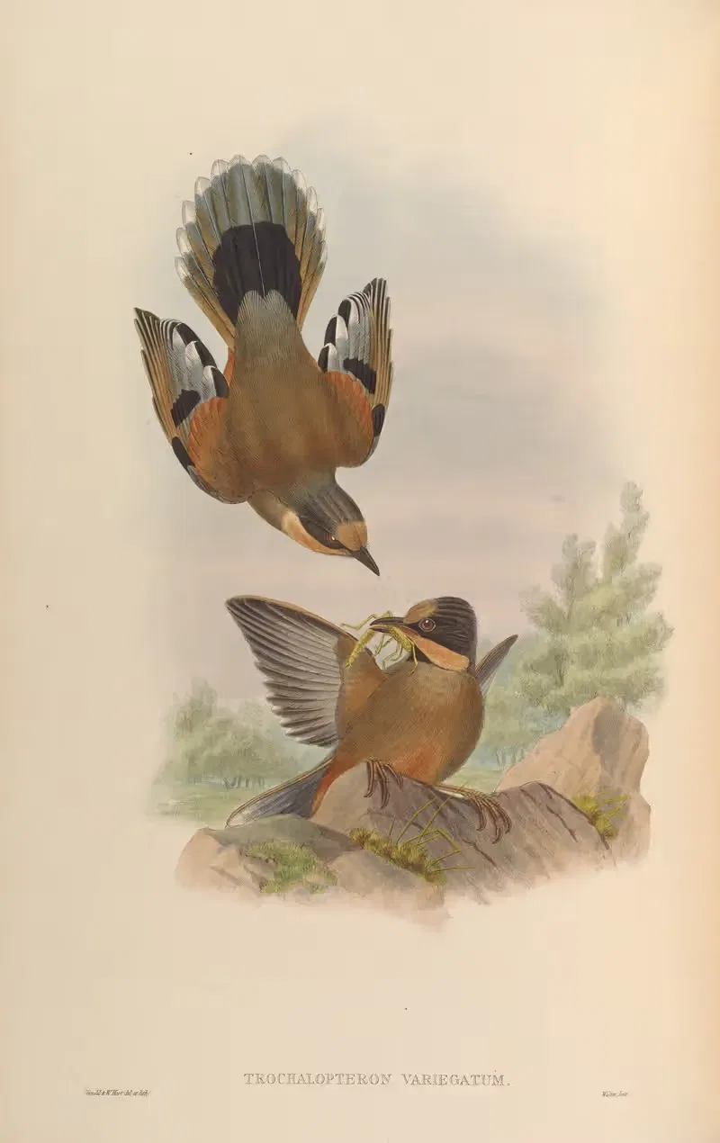 Variegated Thrush (Trochalopteron variegatum) by John Gould, 1850-1883 — digital art print download