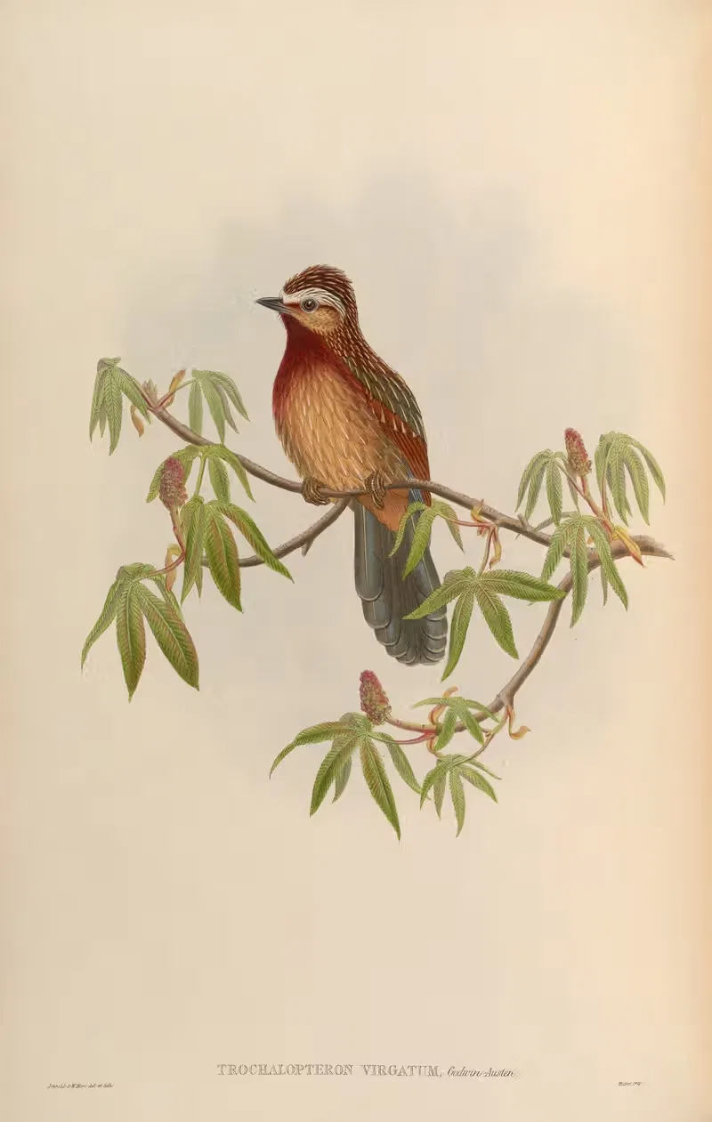 White-eyebrowed Trochalopteron (Trochalopteron virgatum) — John Gould