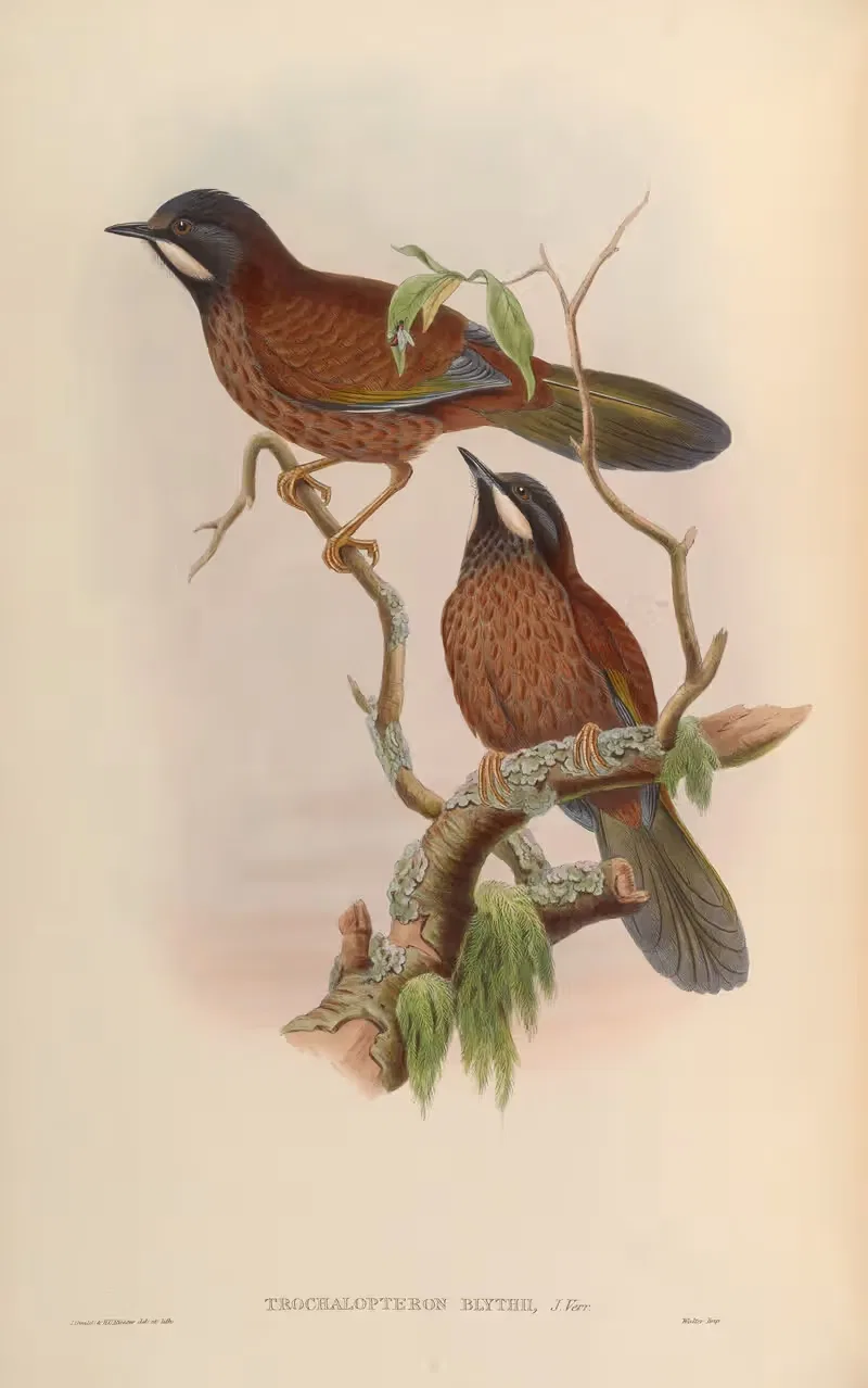 Blyth’s Laughing Thrush (Trochalopteron Blythii) by John Gould, 1850-1883 — digital art print download