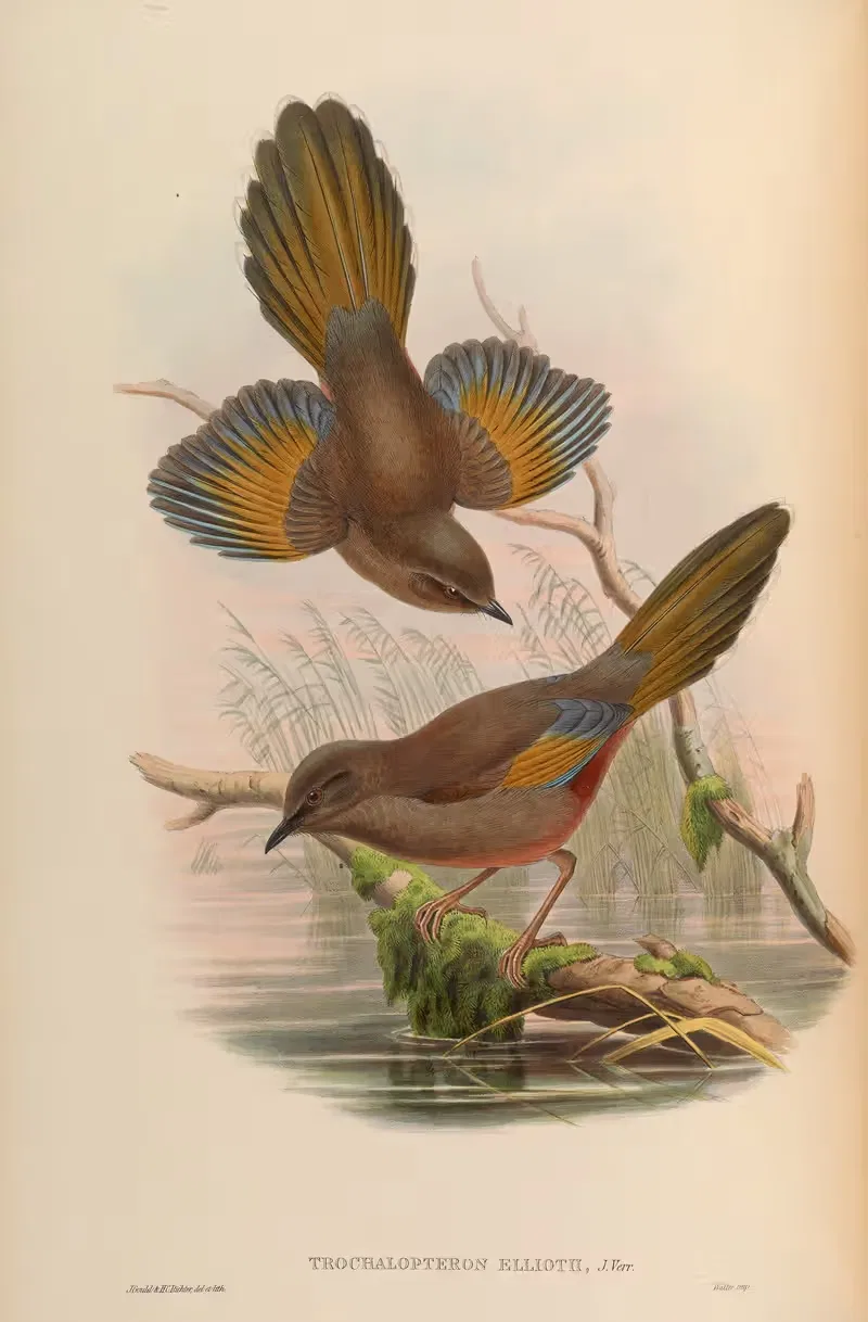 Elliot’s Trochalopteron (Trochalopteron Elliotii) — John Gould