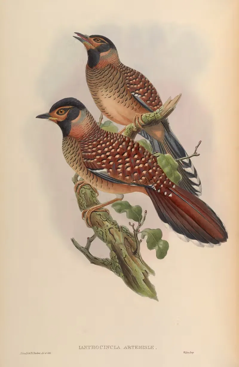Allied lanthocincla (lanthocincla Artemisiæ) — John Gould