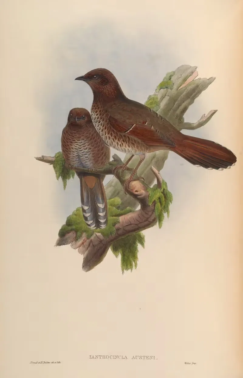 Austen’s lanthocincla (lanthocincla Austeni) by John Gould, 1850-1883 — digital art print download