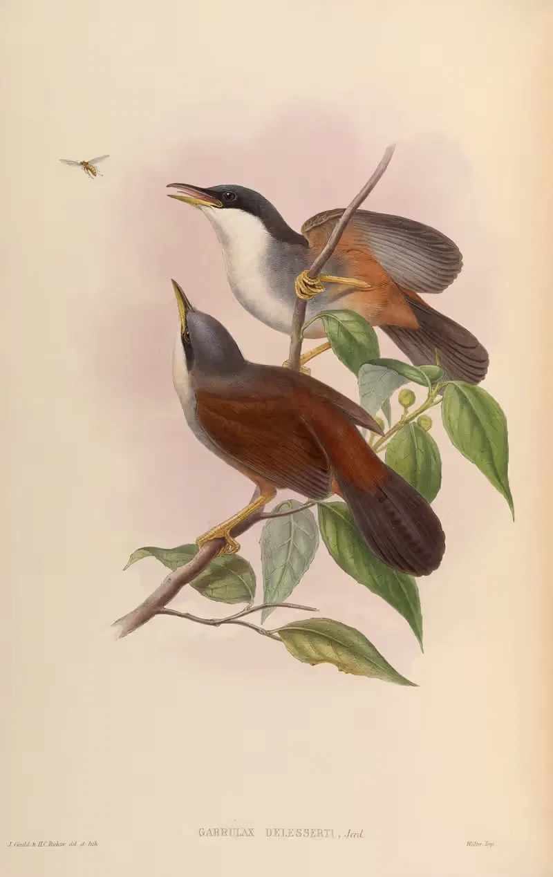Delessert’s Garrulax (Garrulax Delesserti) by John Gould, 1850-1883 — digital art print download