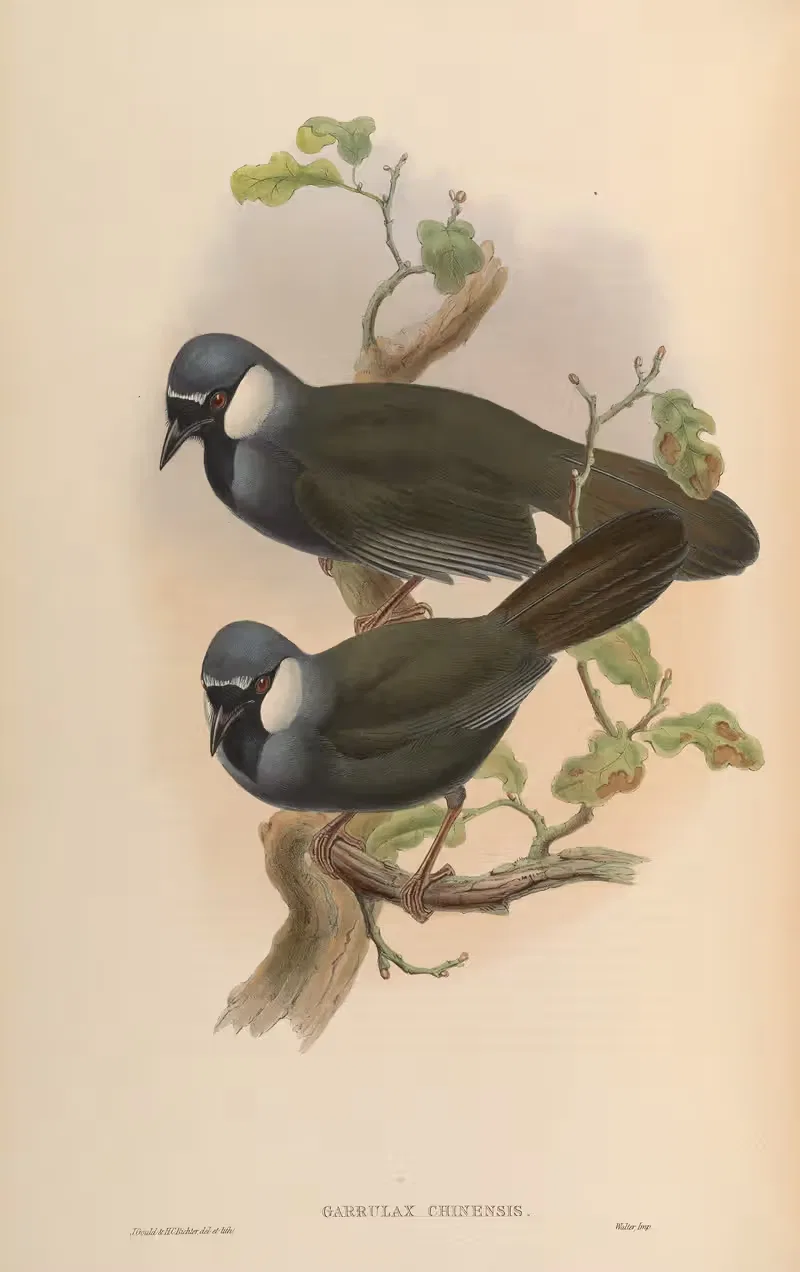 Chinese Garrulax (Garrulax chinensis) — John Gould