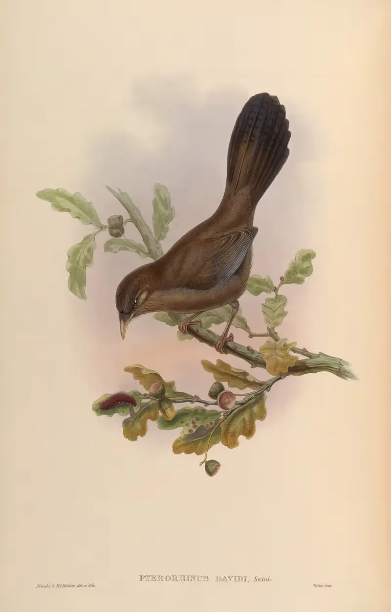 Père David’s Pterorhinus (Pterorhinus Davidi) by John Gould, 1850-1883 — digital art print download