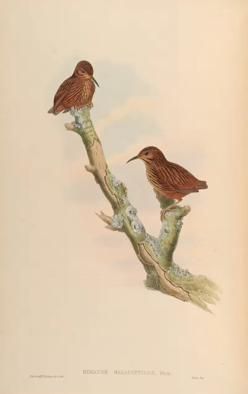 Long-billed Wren (Rimator malacoptilus) by John Gould, 1850-1883 — digital art print download