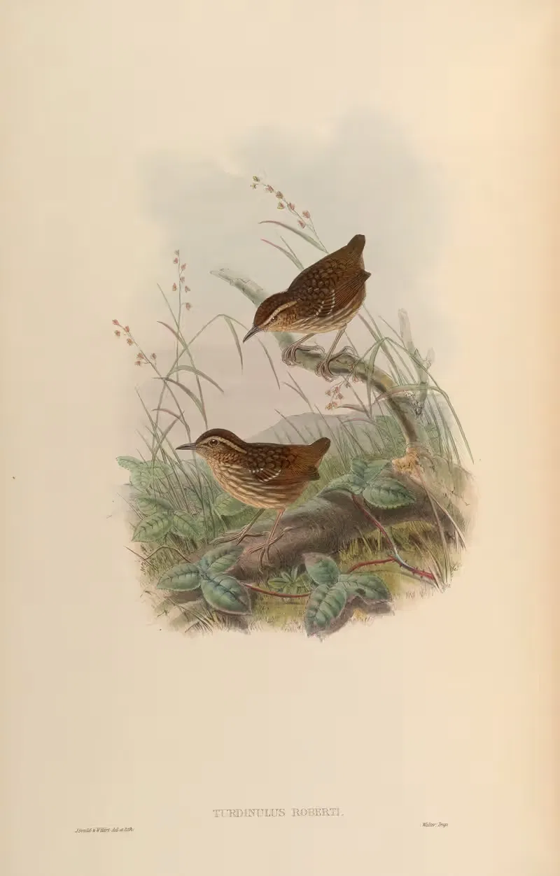 Roberts’s Pygmy Babbler (Turdinulus Roberti) by John Gould, 1850-1883 — digital art print download