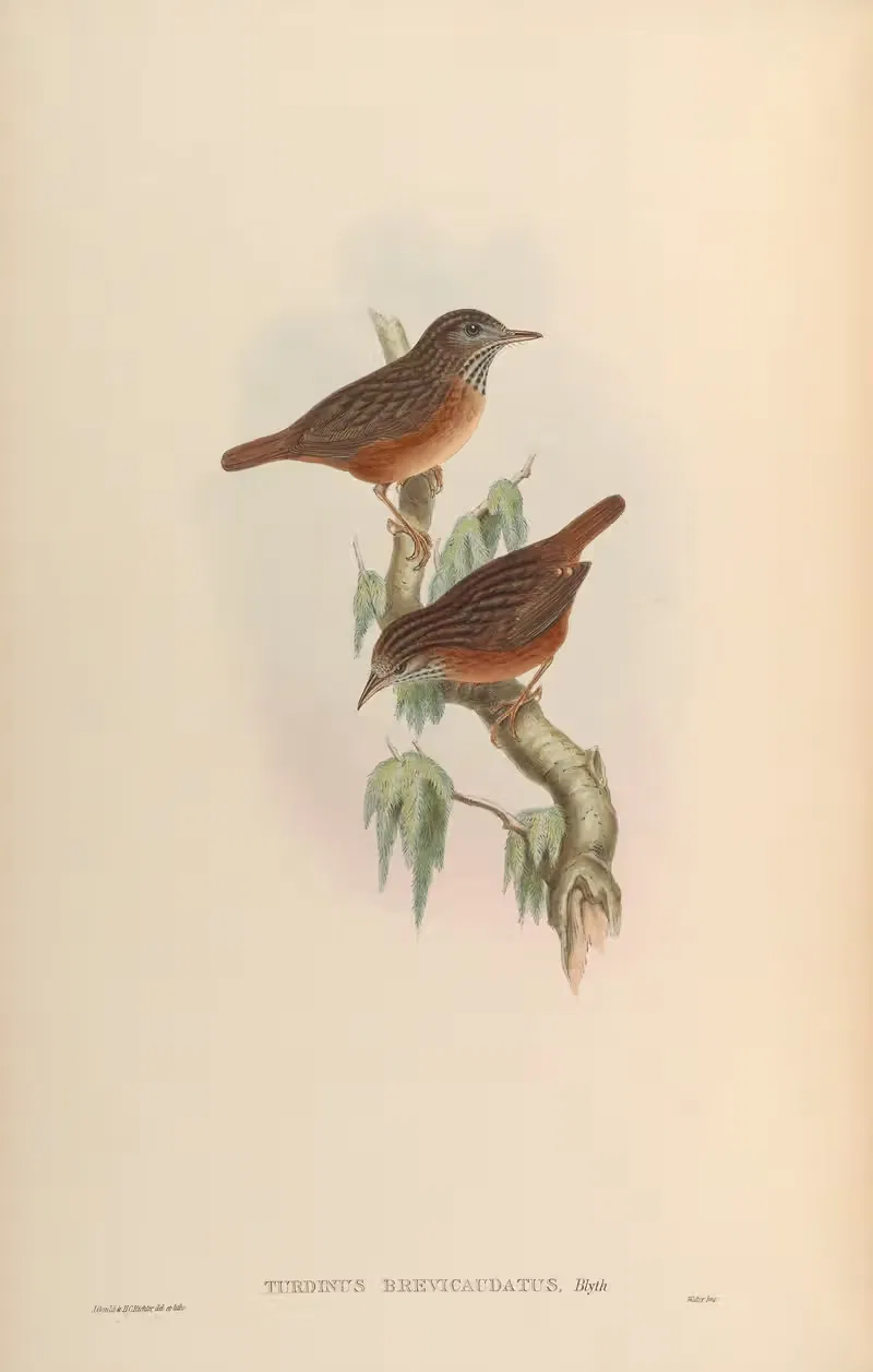 Short-tailed Turdinus (Turdinus brevicaudatus) — John Gould