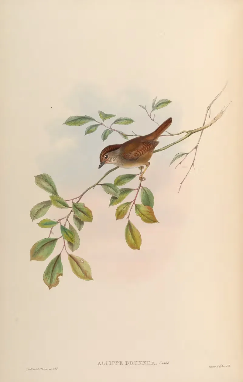 Brown Alcippe (Alcippe brunnea) — John Gould