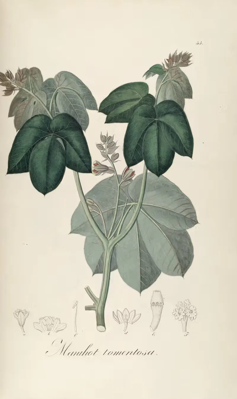 Manihot tomentosa by Johann Baptist Emanuel Pohl, 1827 — digital art print download
