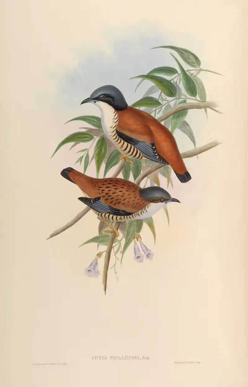 Nepaul Cutia (Cutia Nipalensis) — John Gould