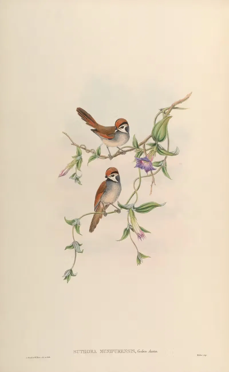 Munipur Suthora (Suthora munipurensis) by John Gould, 1850-1883 — digital art print download