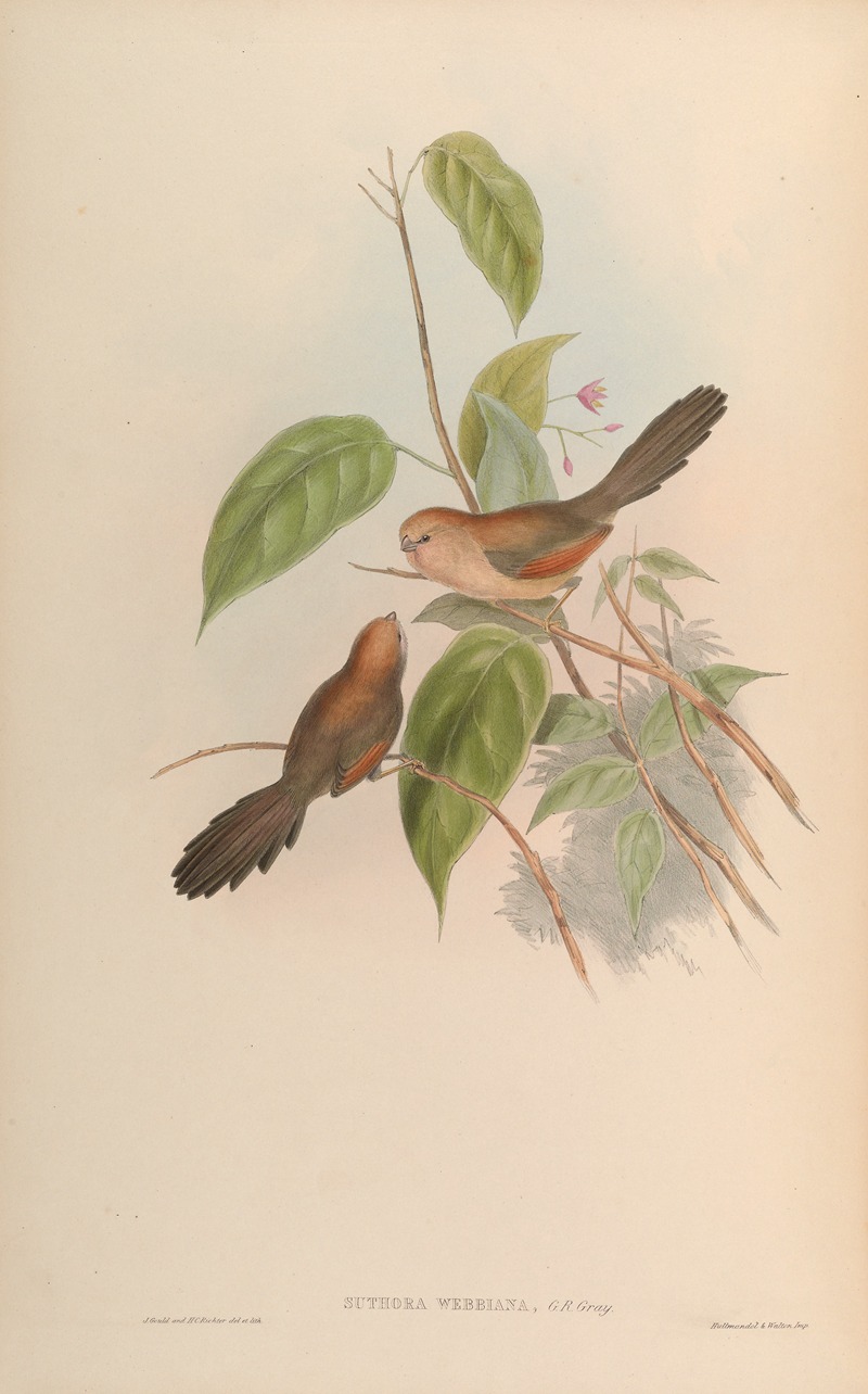 Webb’s Suthora (Suthora Webbiana) by John Gould, 1850-1883 — digital art print download