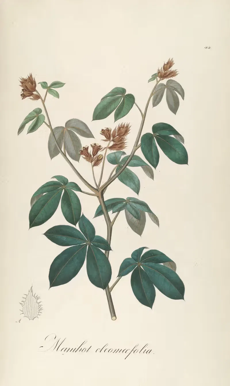 Manihot cecropiifolia by Johann Baptist Emanuel Pohl, 1827 — digital art print download