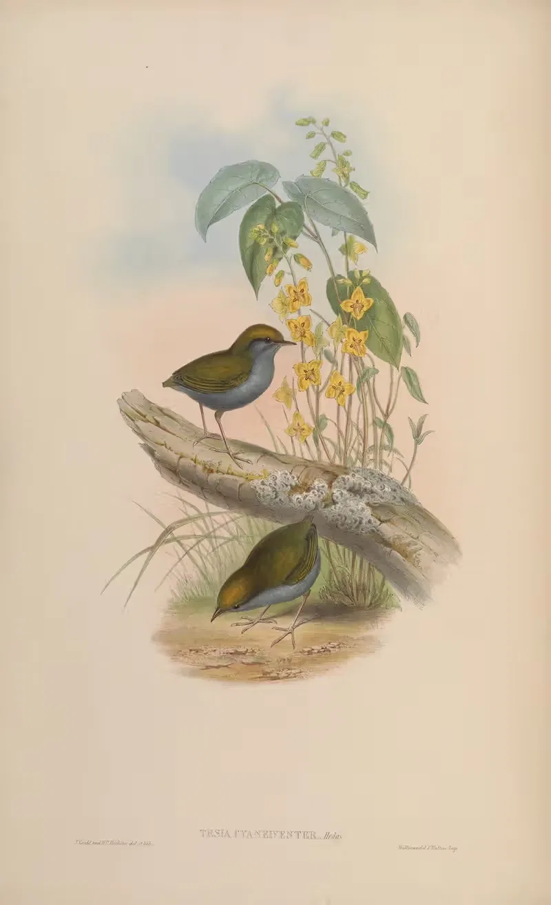 Blue-bellied Tesia (Tesia cyaneiventer) — John Gould