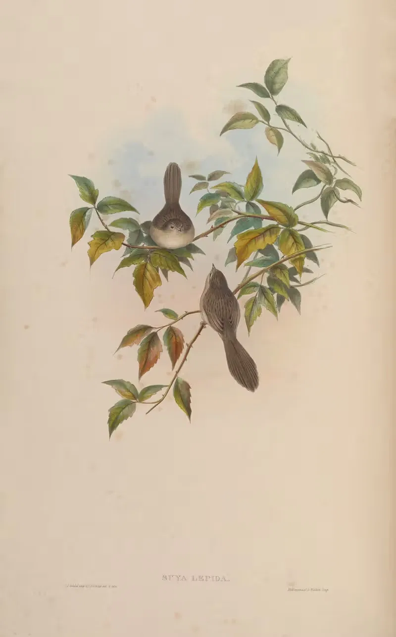 Little Suya (Suya lepida) by John Gould, 1850-1883 — digital art print download
