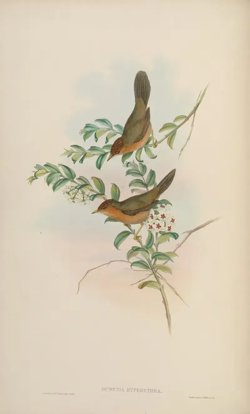 Buff-throated Dumetia (Dumetia hyperythra) by John Gould, 1850-1883 — digital art print download