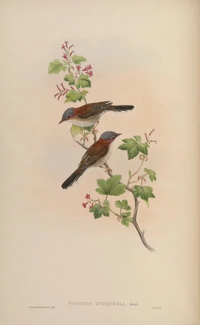 Grey-headed Staphida (Staphida terqueola) by John Gould, 1850-1883 — digital art print download