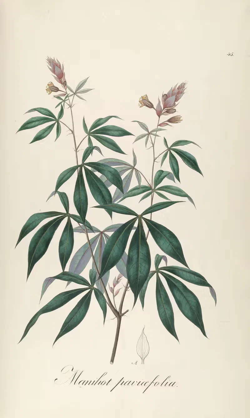 Manihot paviifolia by Johann Baptist Emanuel Pohl, 1827 — digital art print download