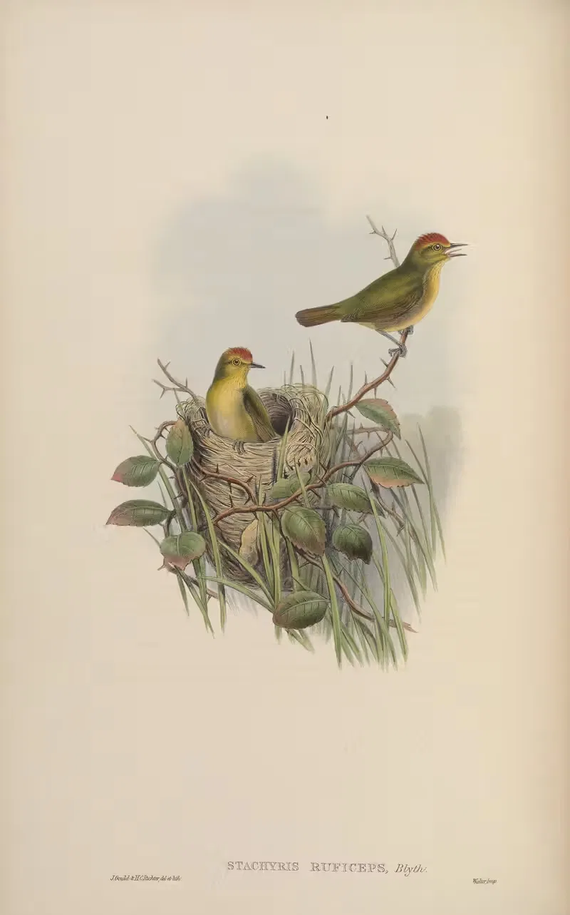 Red-headed Stachyris (Stachyris ruficeps) by John Gould, 1850-1883 — digital art print download