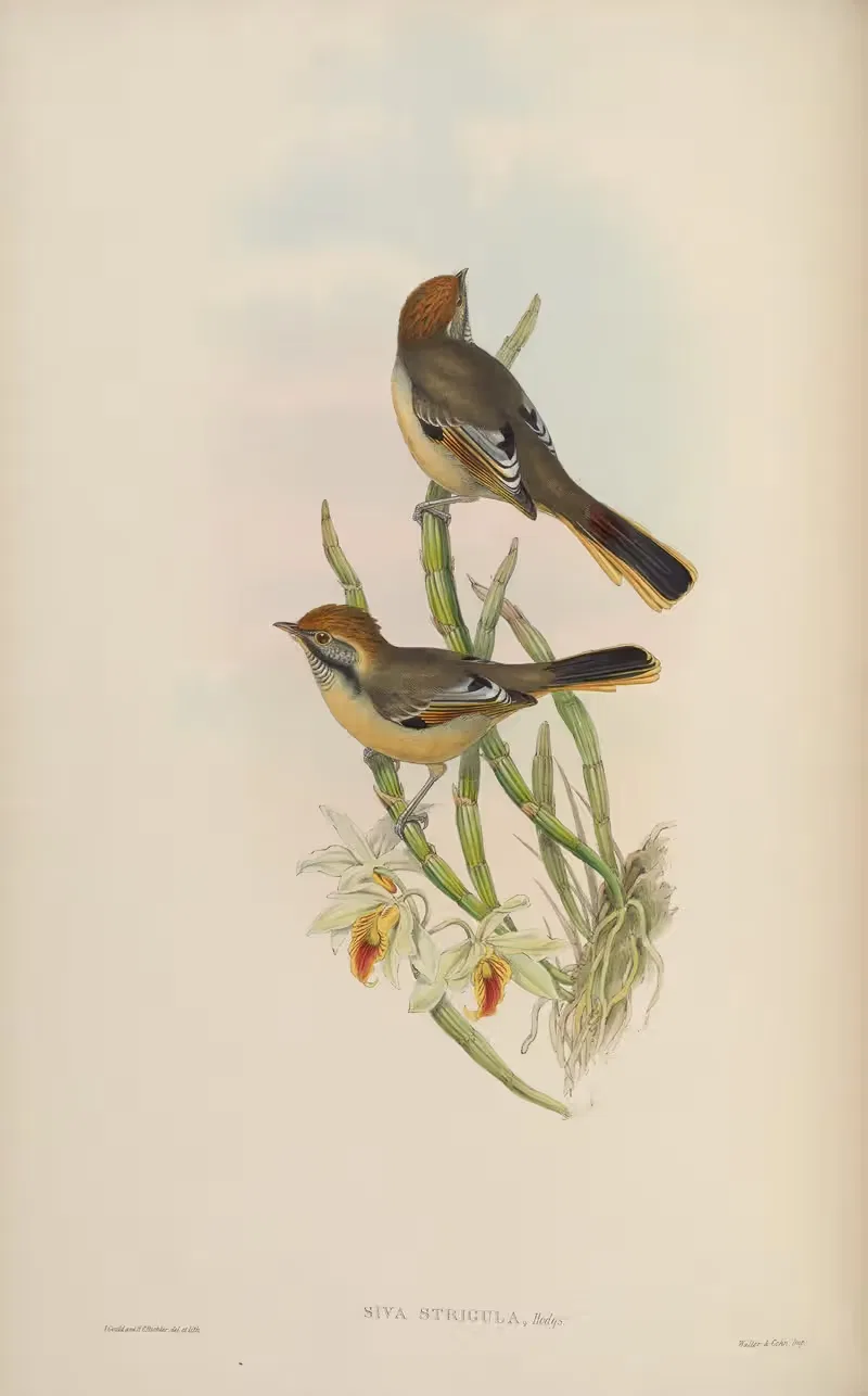 Striped-throated Siva (Siva strigula) — John Gould