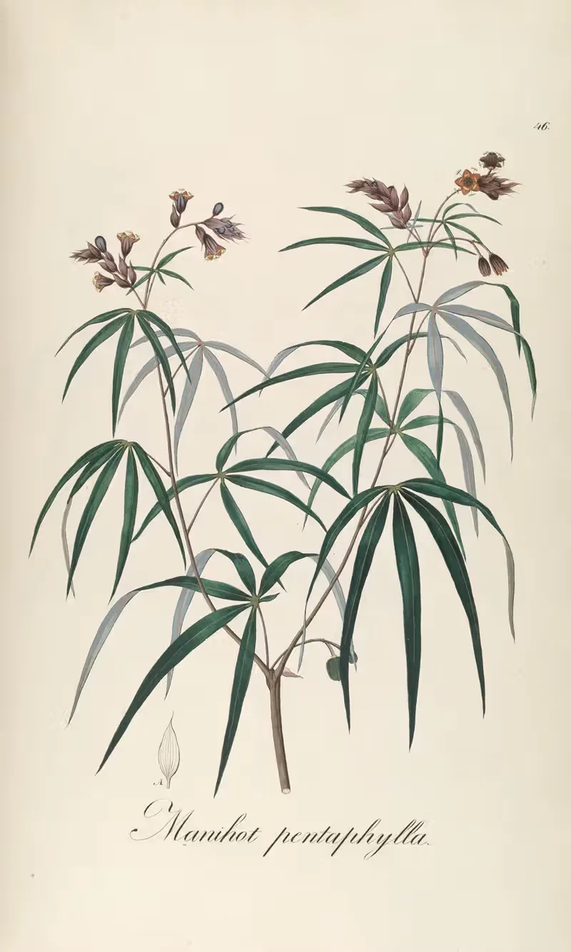 Manihot pentaphylla by Johann Baptist Emanuel Pohl, 1827 — digital art print download