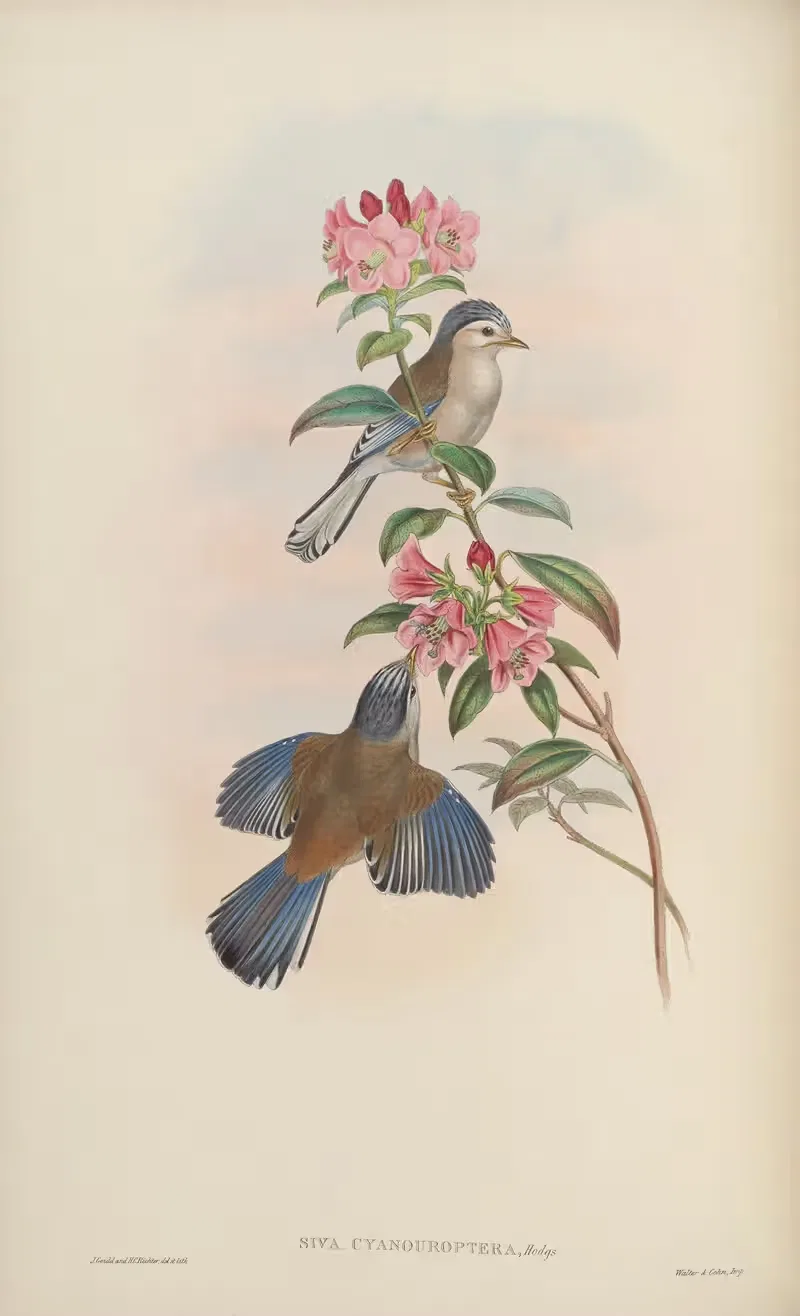 Blue-winged Siva (Siva cyanouroptera) — John Gould