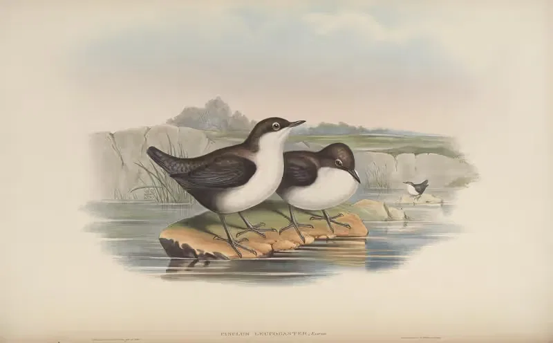 White-bellied Water-Ouzel (Cinclus leucogaster) — John Gould