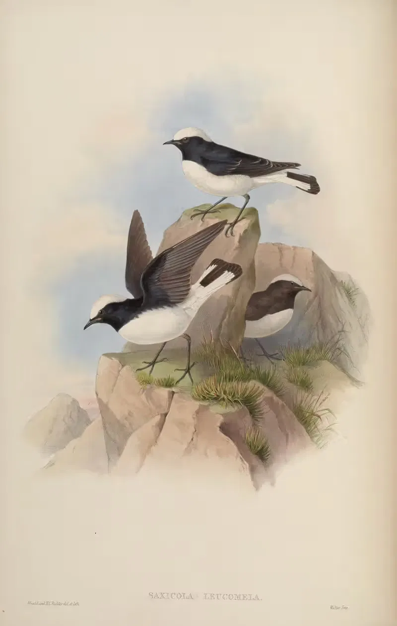 Black-and-White Stone-Chat (Saxicola leucomela) — John Gould
