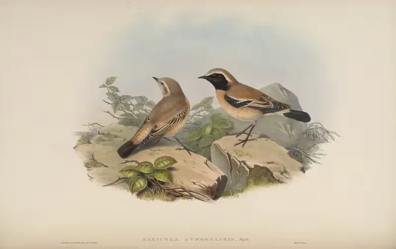 Black-throated Stone-Chat (Saxicola atrogularis) — John Gould