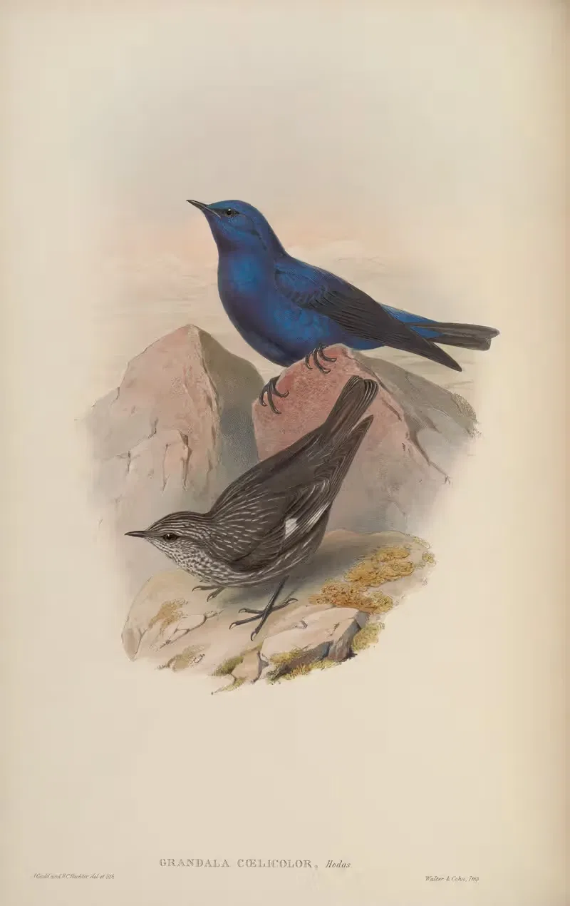 Celestial Grandala (Grandala coelicolor) — John Gould