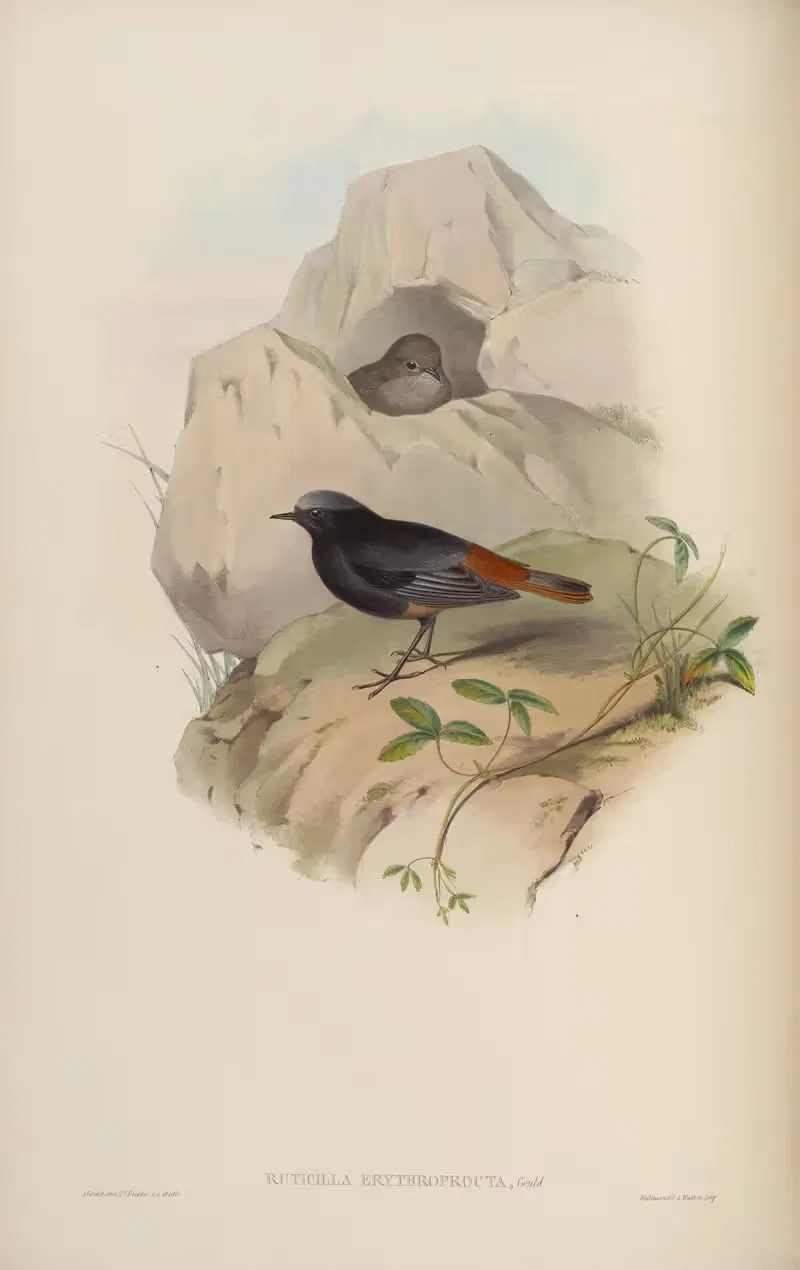 Coal-black Redstart (Ruticilla erythroprocta) — John Gould