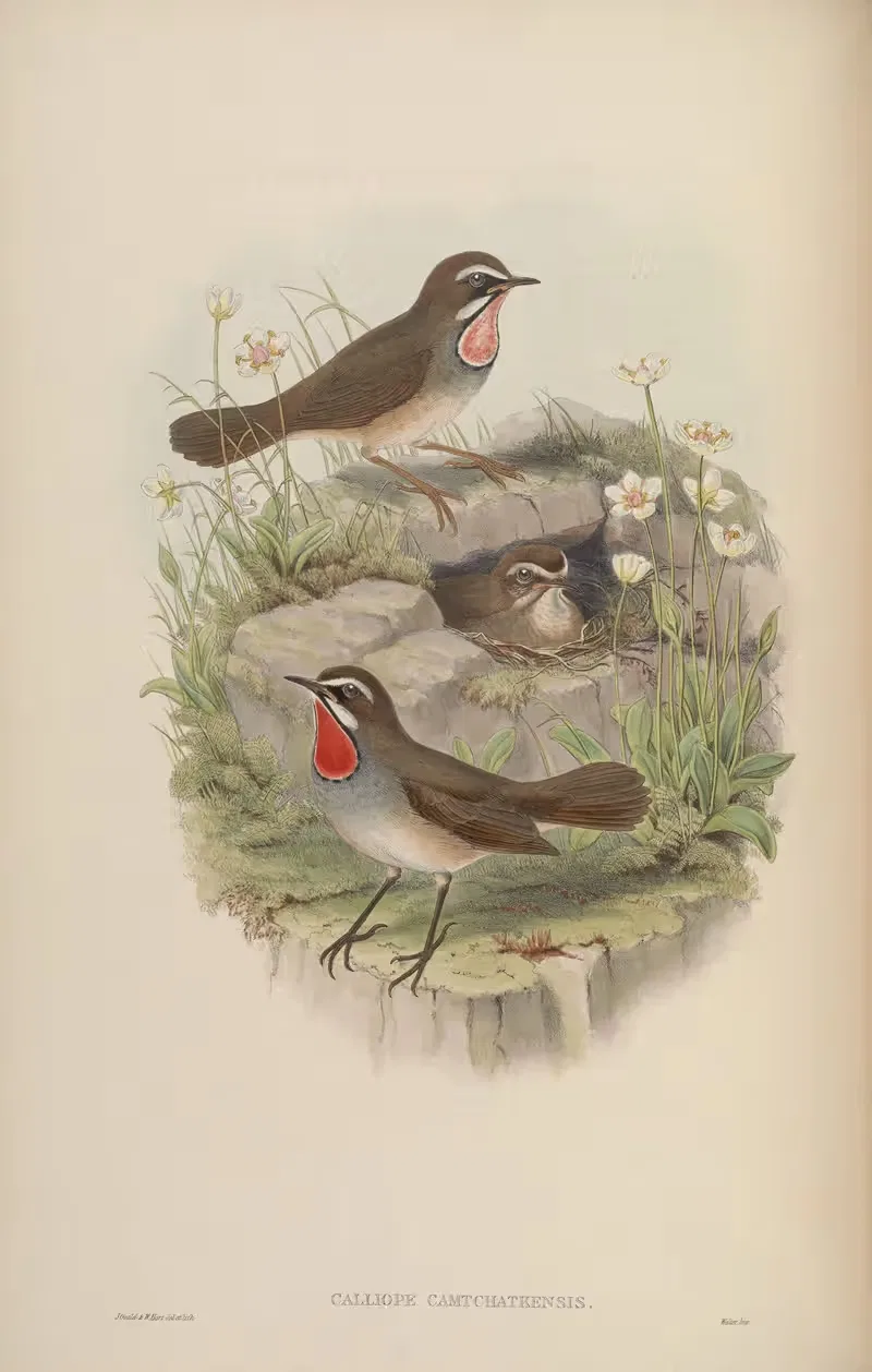 Siberian Ruby-throat (Calliope camtschatkensis) by John Gould, 1850-1883 — digital art print download