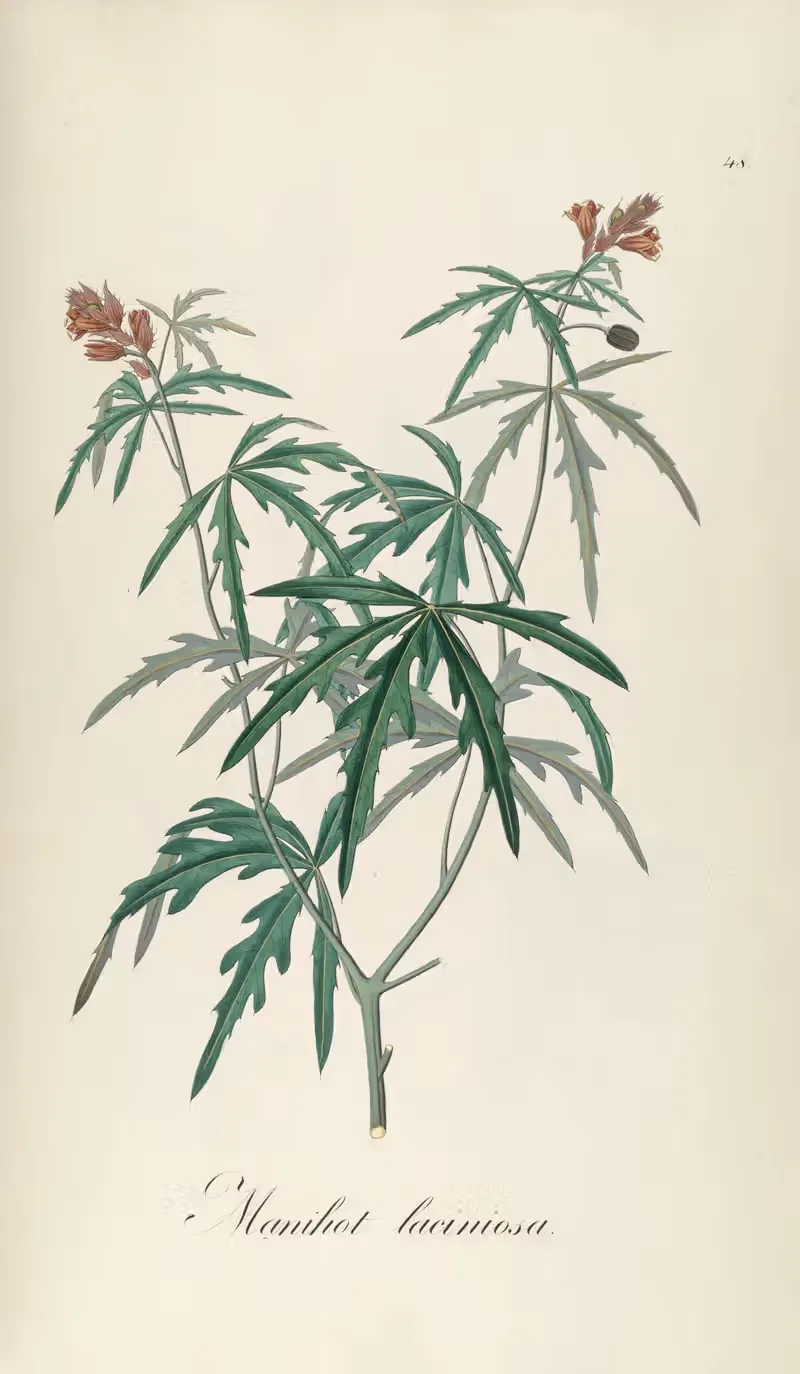 Manihot laciniosa by Johann Baptist Emanuel Pohl, 1827 — digital art print download
