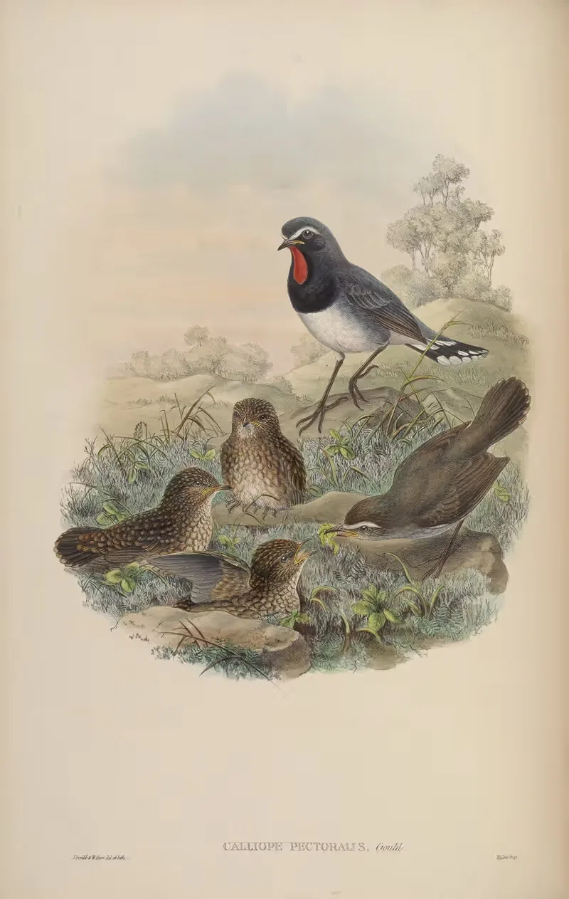 Himalayan Ruby-throat (Calliope pectoralis) by John Gould, 1850-1883 — digital art print download
