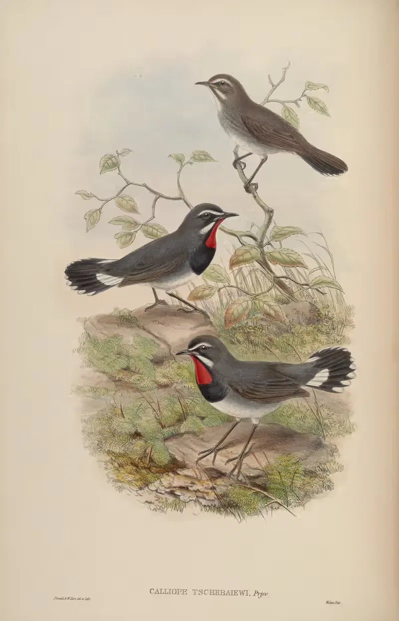 Mongolian Ruby-throat (Calliope tschebaiewi) by John Gould, 1850-1883 — digital art print download
