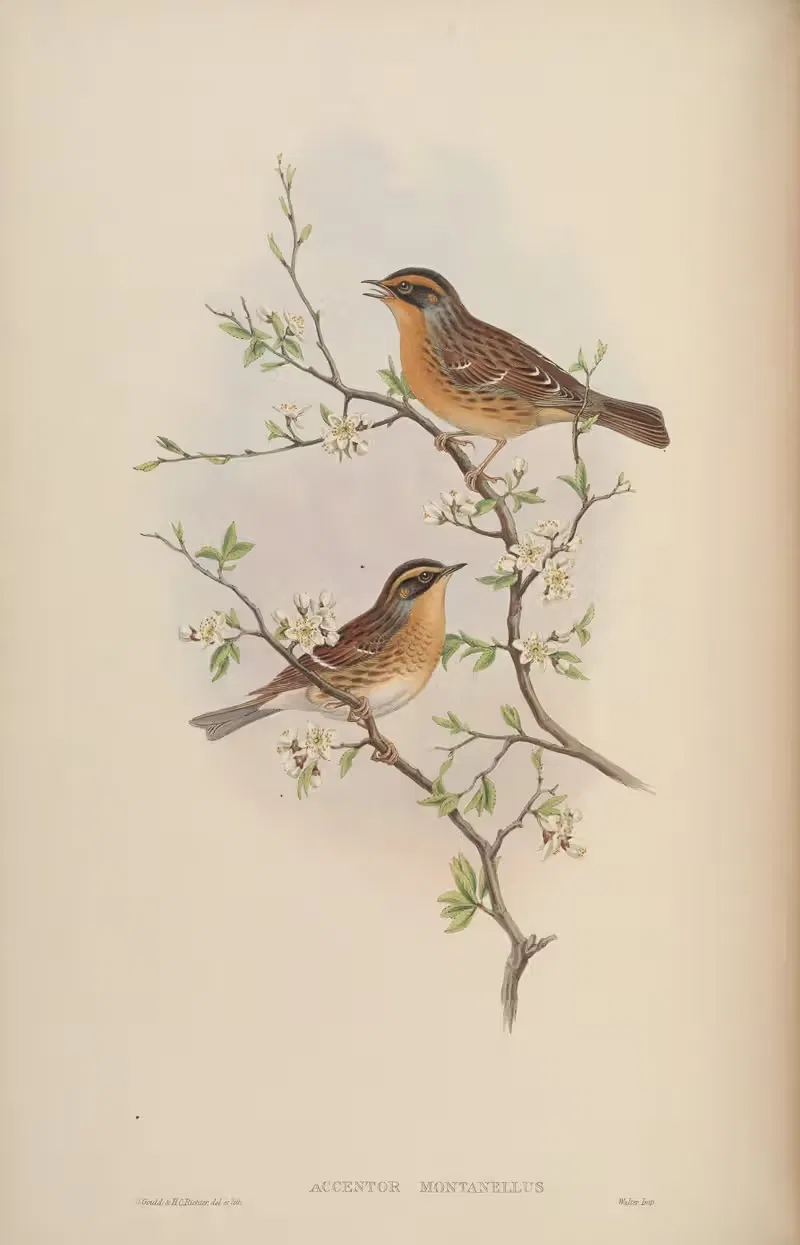 Mountain Accentor (Accentor montanellus) by John Gould, 1850-1883 — digital art print download