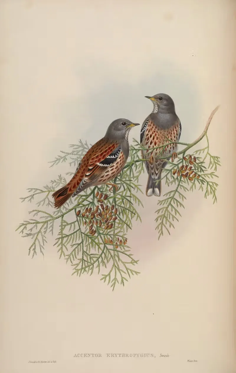 Red-backed Accentor (Accentor erythropygius) — John Gould