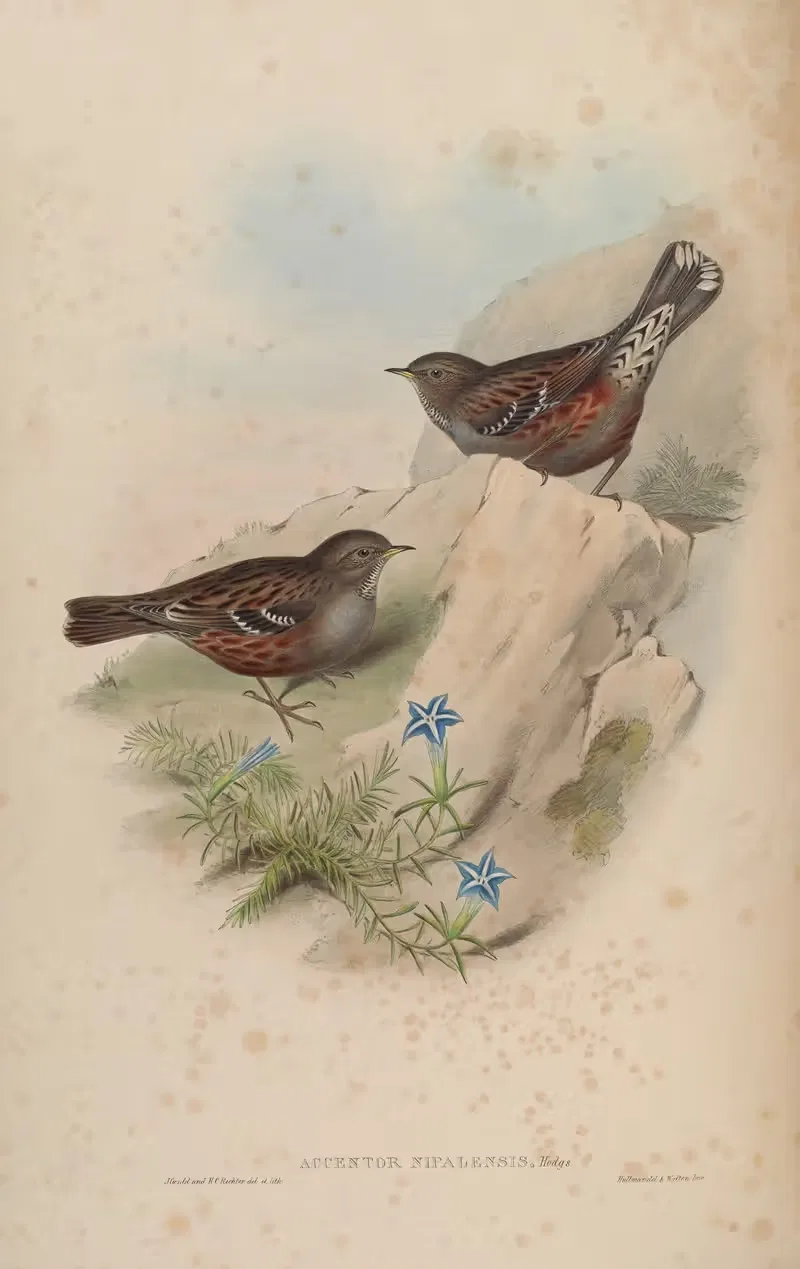 Nepaul Accentor (Accentor Nipalensis) by John Gould, 1850-1883 — digital art print download